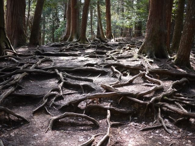 禅の悟りは動物界（天狗界）？