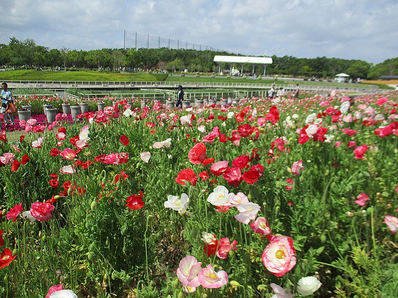 浜名湖ガーデンパークへ行ってきた～薔薇の季節