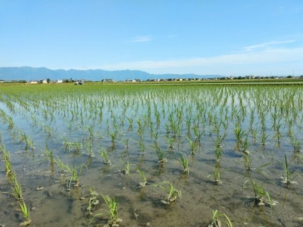 山本コウタローさんの不耕起自然農法は木村秋則さんと同じ