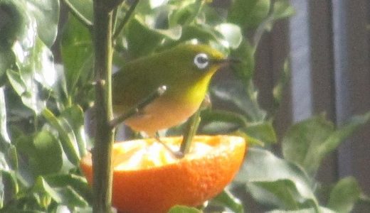 春の鳥メジロが可愛い