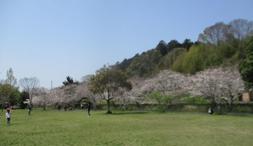 桜の花見の穴場を見つけた