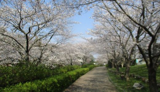 矢野顕子「春咲小紅」はカネボウのＣＭに使われた春らしい曲
