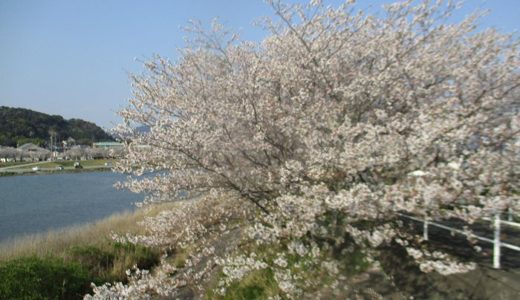 コロナ禍の桜の花見