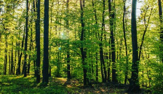 ウォーキングを再開～健康管理の大切さを痛感