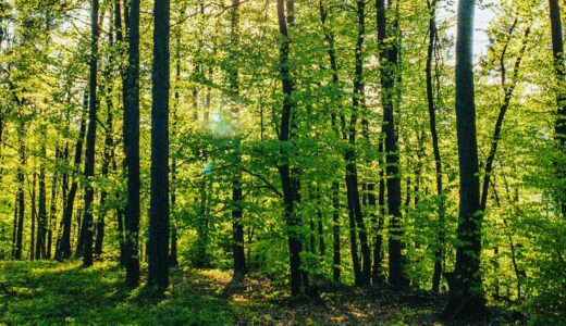 ウォーキングを再開～健康管理の大切さを痛感