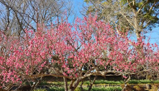 芸能番組が気持ち悪かった子どもの頃