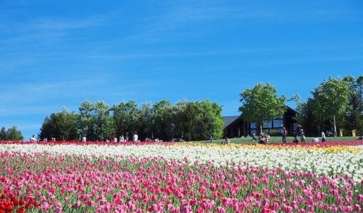 ウ・ジョーティカ「自由への旅」が素晴らしい